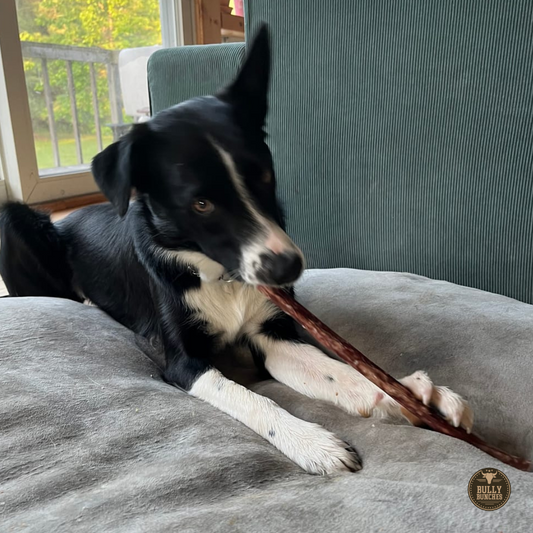 Bully Bunches 10-12 Inch Champion Chew