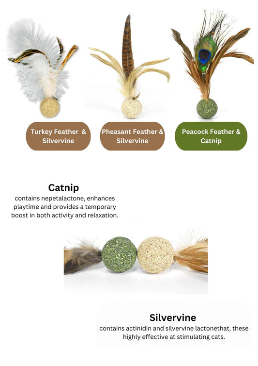 Oiseau en vigne argentée/herbe à chat