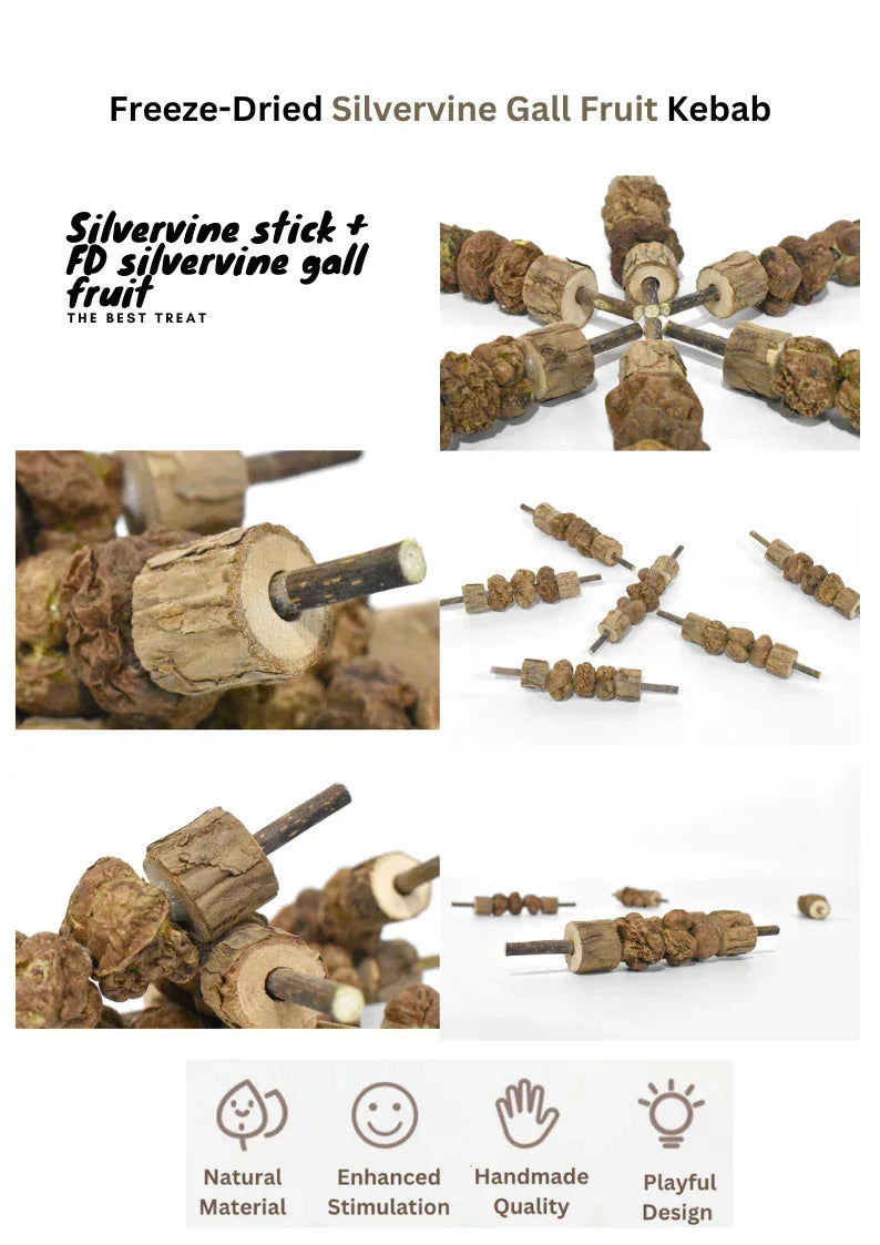 Jouets de fruits de galle d'actinidie polygama lyophilisés