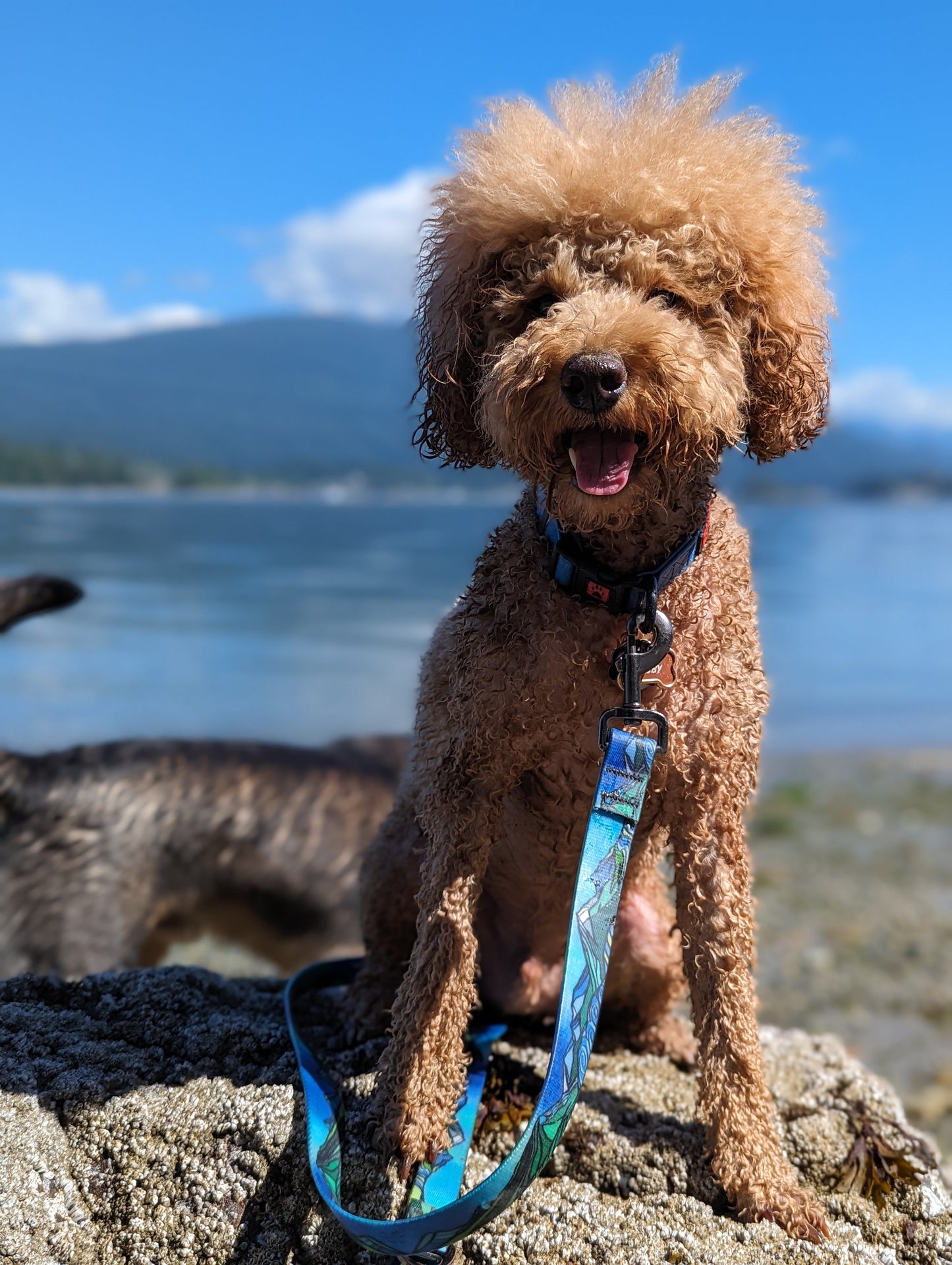 Woof & Stuff West Coast Waterproof Leash