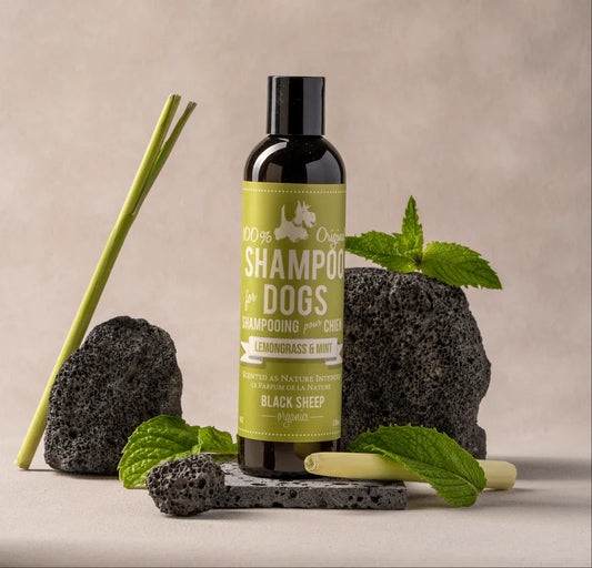 Shampoing naturel pour chien – Citronnelle et menthe
