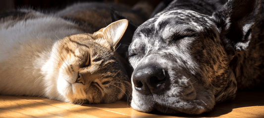 Why Pet Wellness Matters