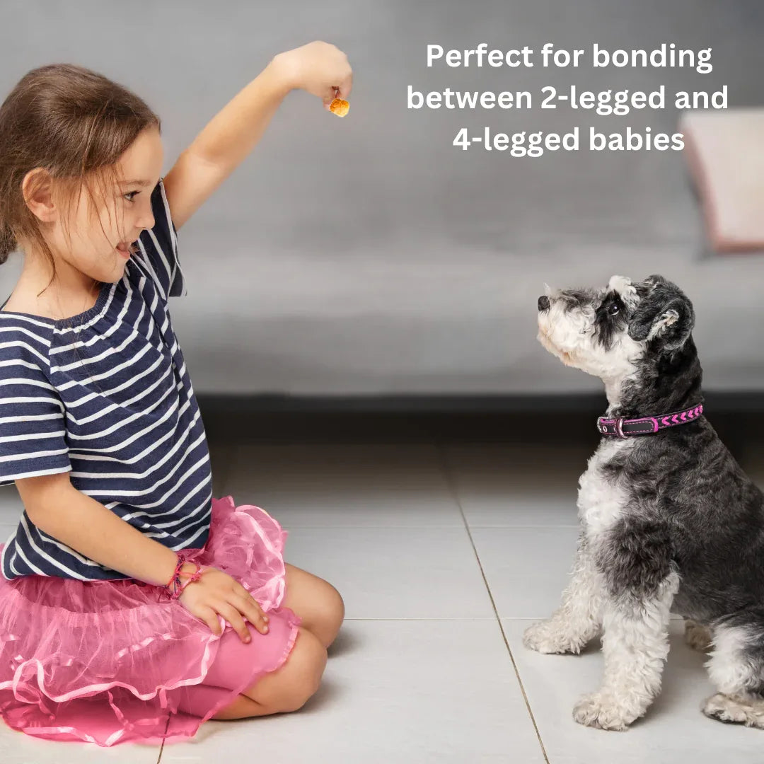 Friandises au fromage de Yack pour chiens – Citrouille