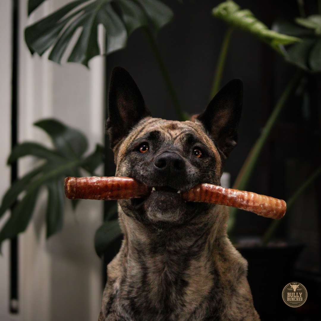 Bully Bunches 12 Inch Trachea Wrapped in Jerky
