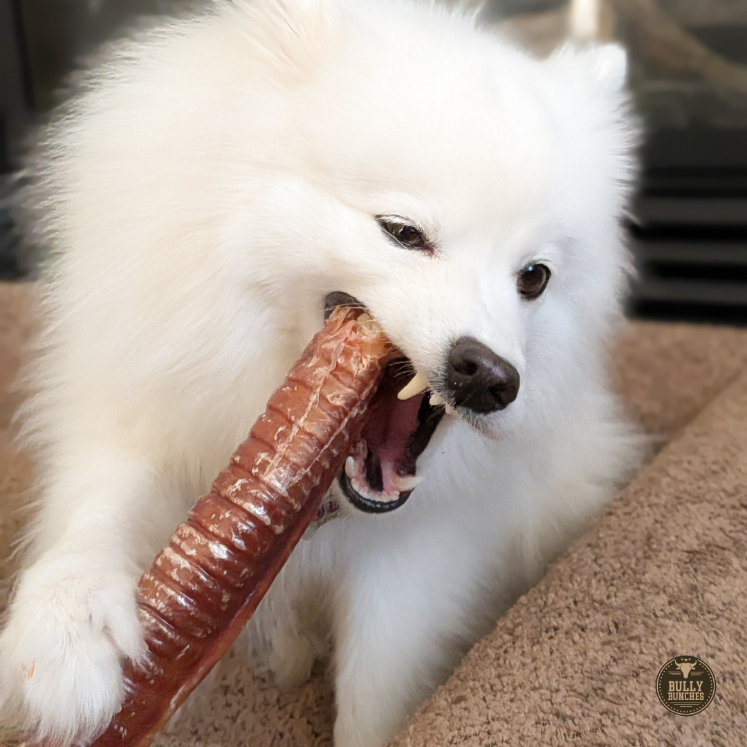 Bully Bunches 12 Inch Trachea Wrapped in Jerky