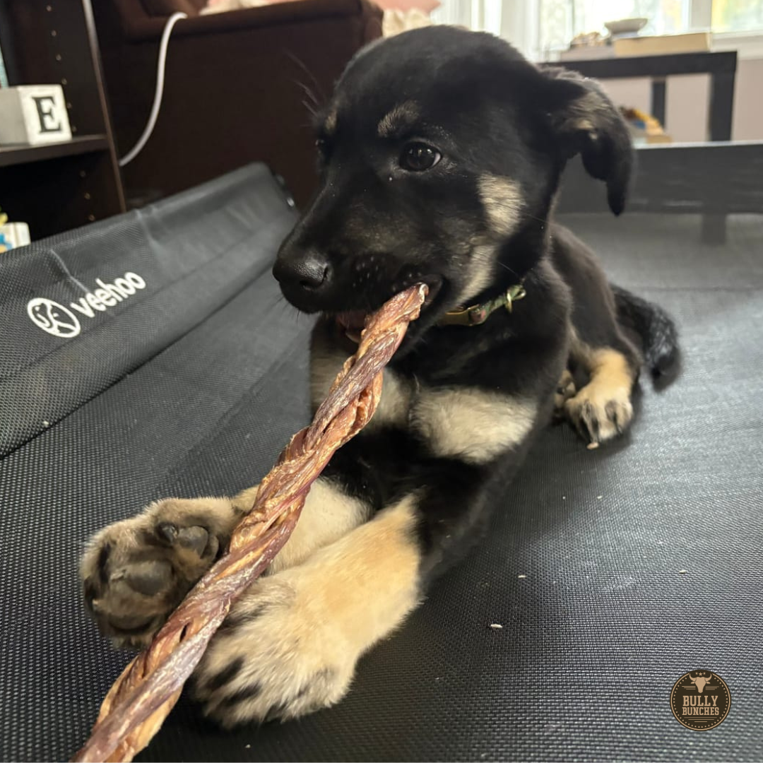 Bully Bunches 12 Inch Braided Jerky Stick