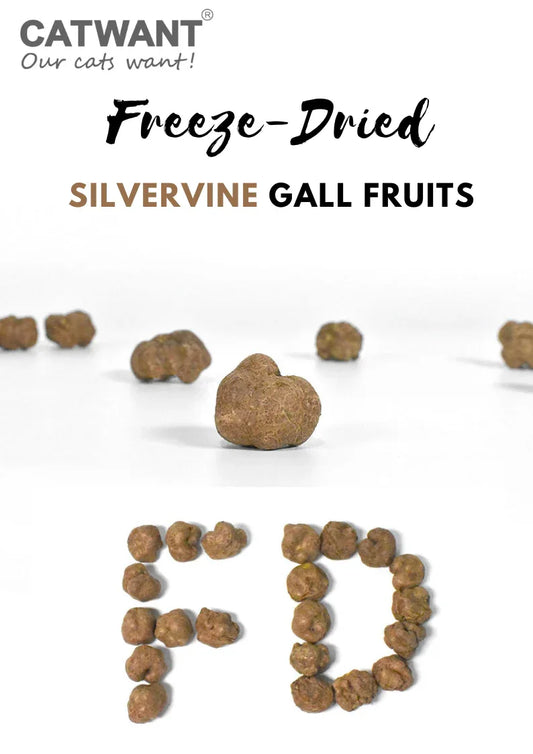 Fruits de galle de vigne d'argent lyophilisés, 20g