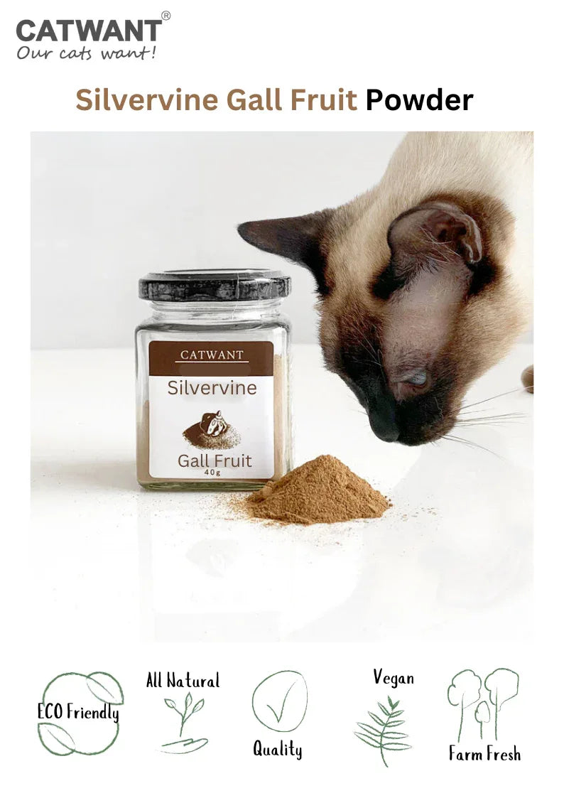 Poudre de fruit de galle de vigne d'argent