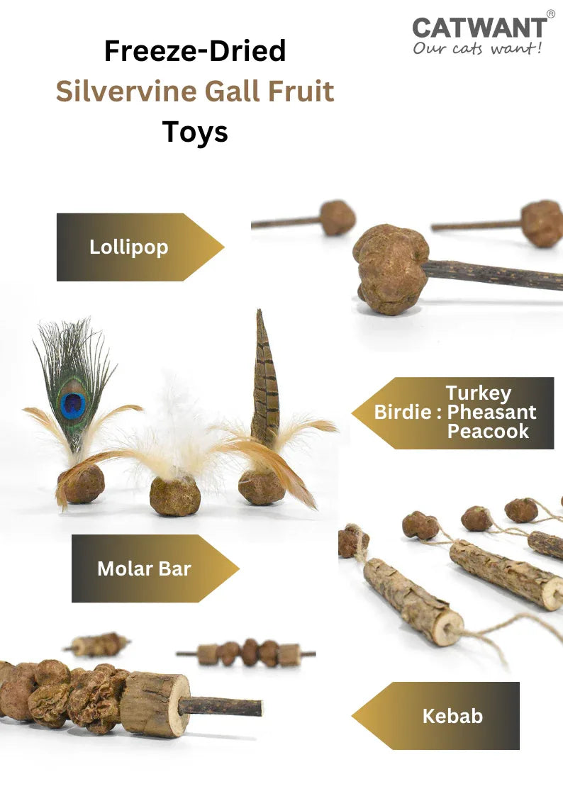 Jouets de fruits de galle d'actinidie polygama lyophilisés