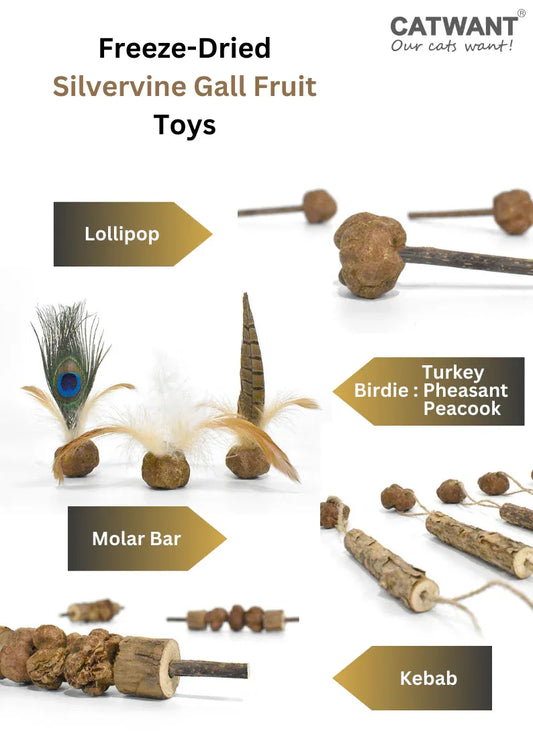 Jouets de fruits de galle d'actinidie polygama lyophilisés