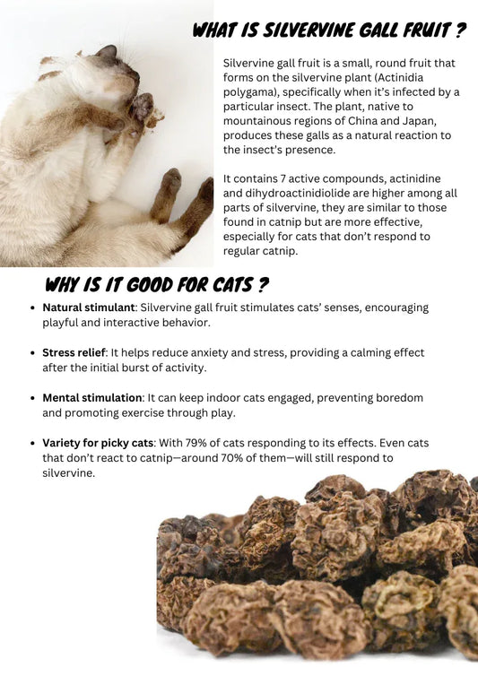 Poudre de fruit de galle de vigne d'argent