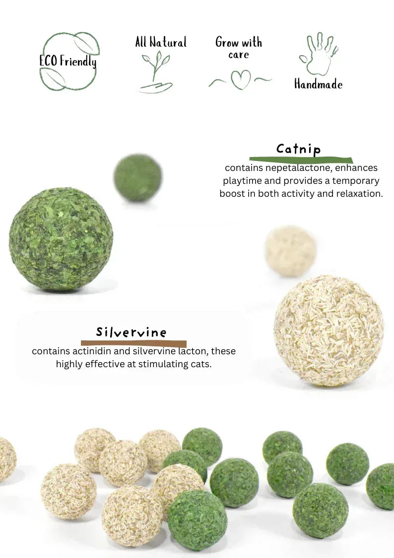 Haricot Nettoyant Dents pour Chatonnières / Vigne Argentée 5pcs