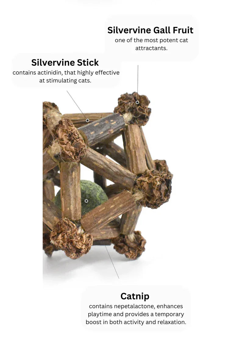 Étoile à douze branches de vigne argentée