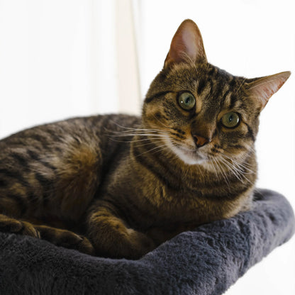 Cachette Cabane - Arbre à chat de luxe à 3 niveaux