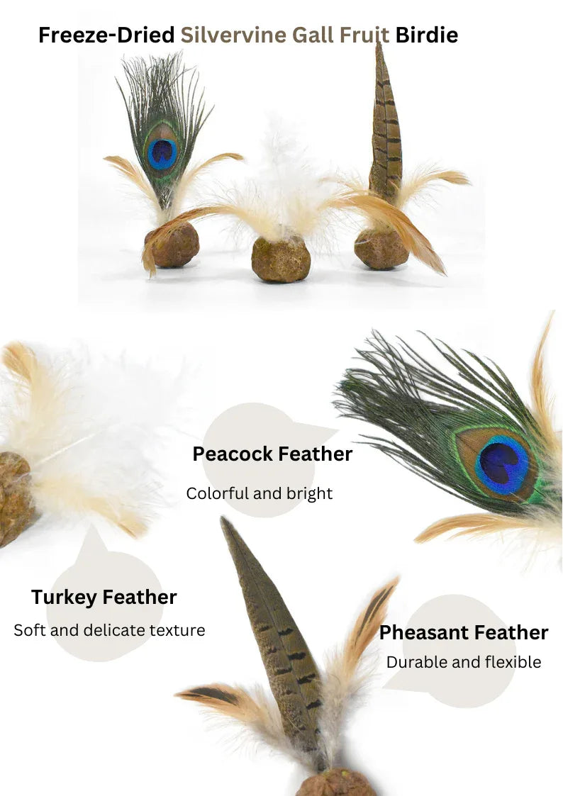 Jouets de fruits de galle d'actinidie polygama lyophilisés