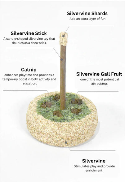 Gâteau d'anniversaire à l'actinidia