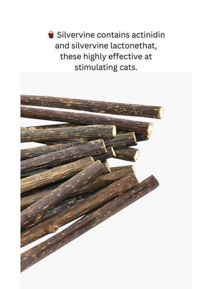 Baguette magique d'Actinidia