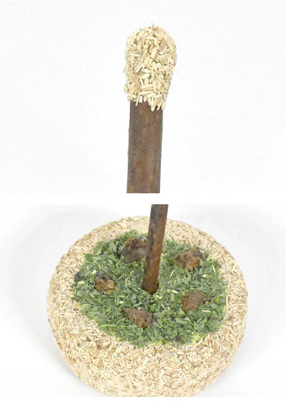 Gâteau d'anniversaire à l'actinidia