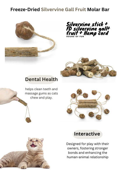 Jouets de fruits de galle d'actinidie polygama lyophilisés