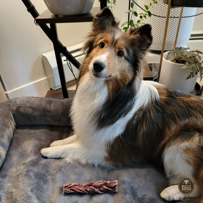 Bully Bunches 6 Inch Braided Jerky Stick