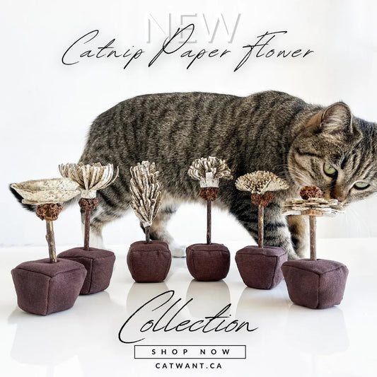 Fleur en papier d'herbe à chat