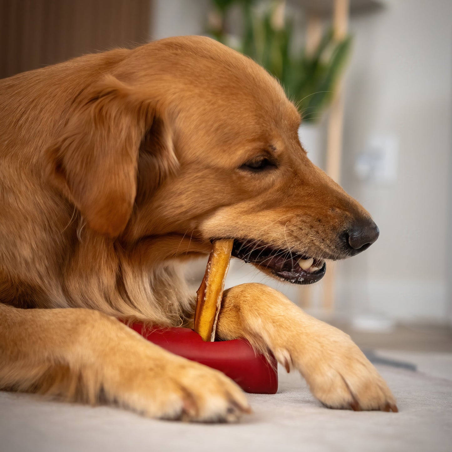 Bully Bunches Bully Stick Safety Holder