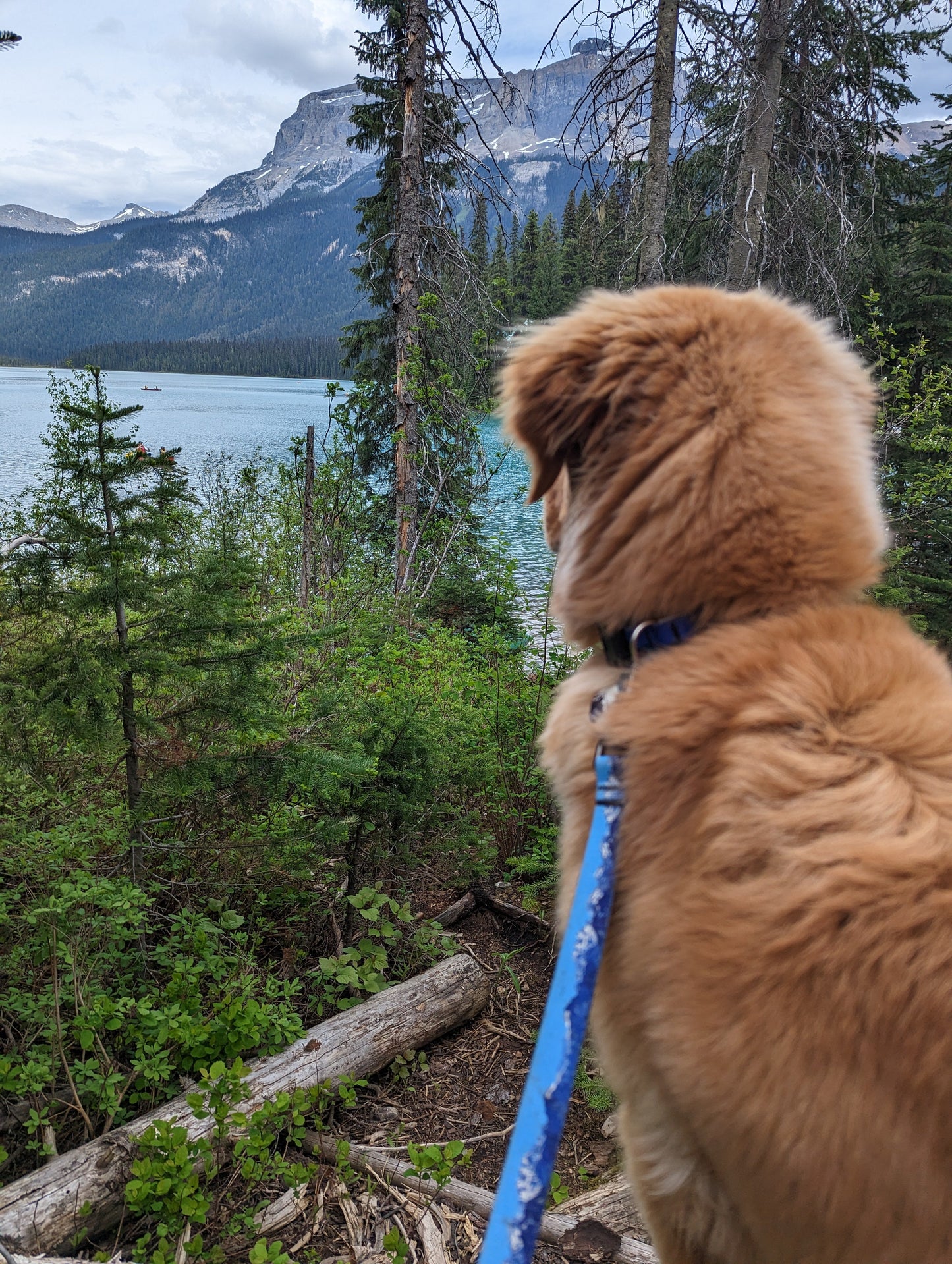 Woof & Stuff Sea to Sky Leash