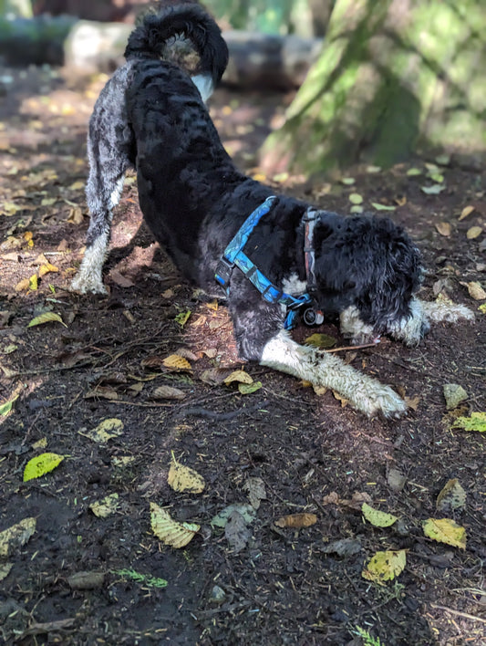 Woof & Stuff West Coast Waterproof Adventure Harness