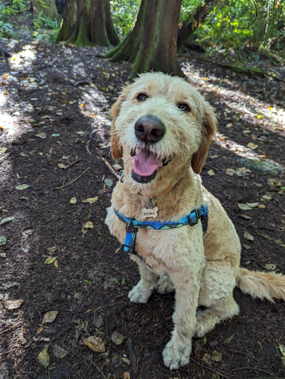 Woof & Stuff West Coast Waterproof Adventure Harness