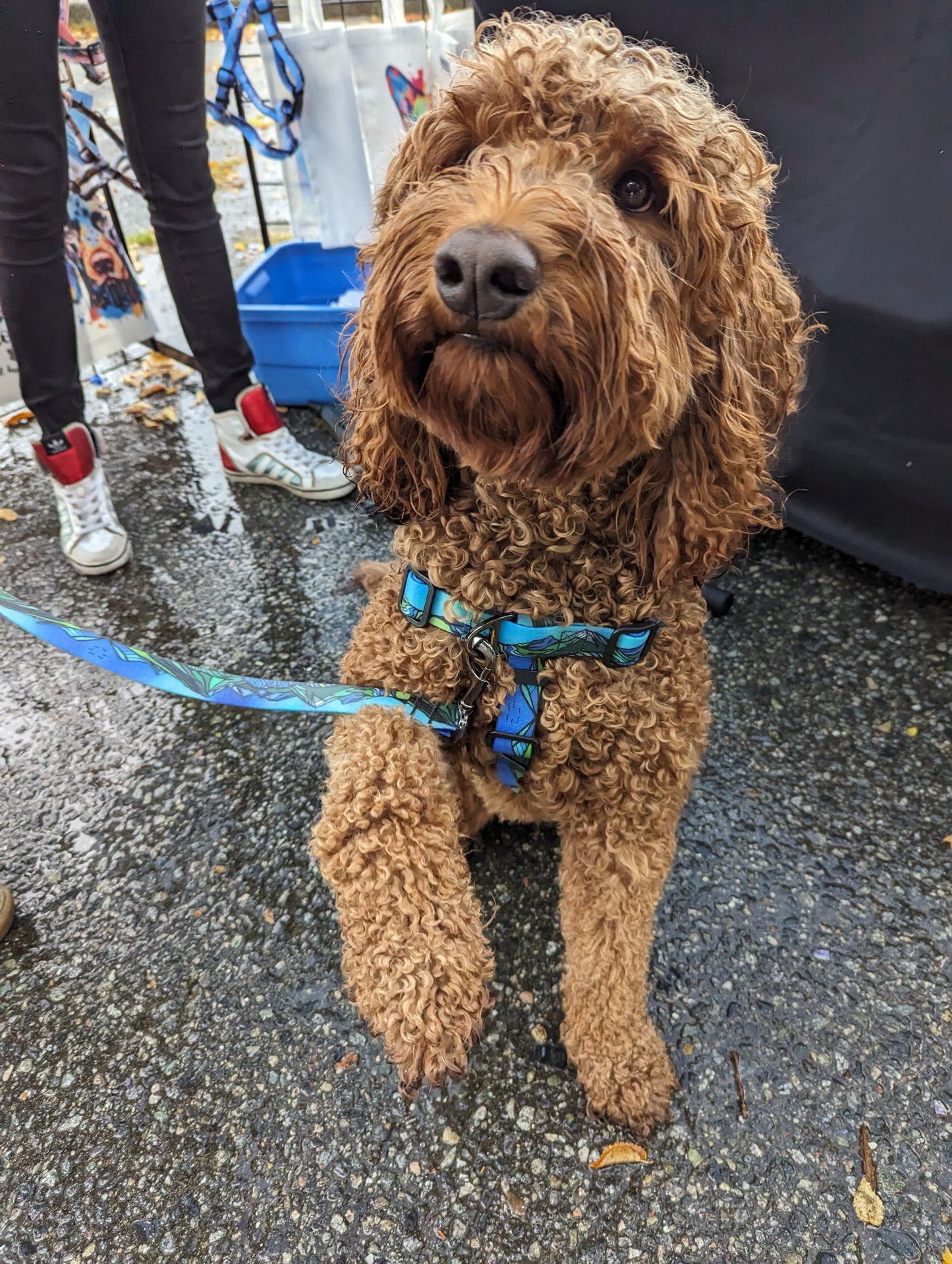 Woof & Stuff West Coast Waterproof Adventure Harness