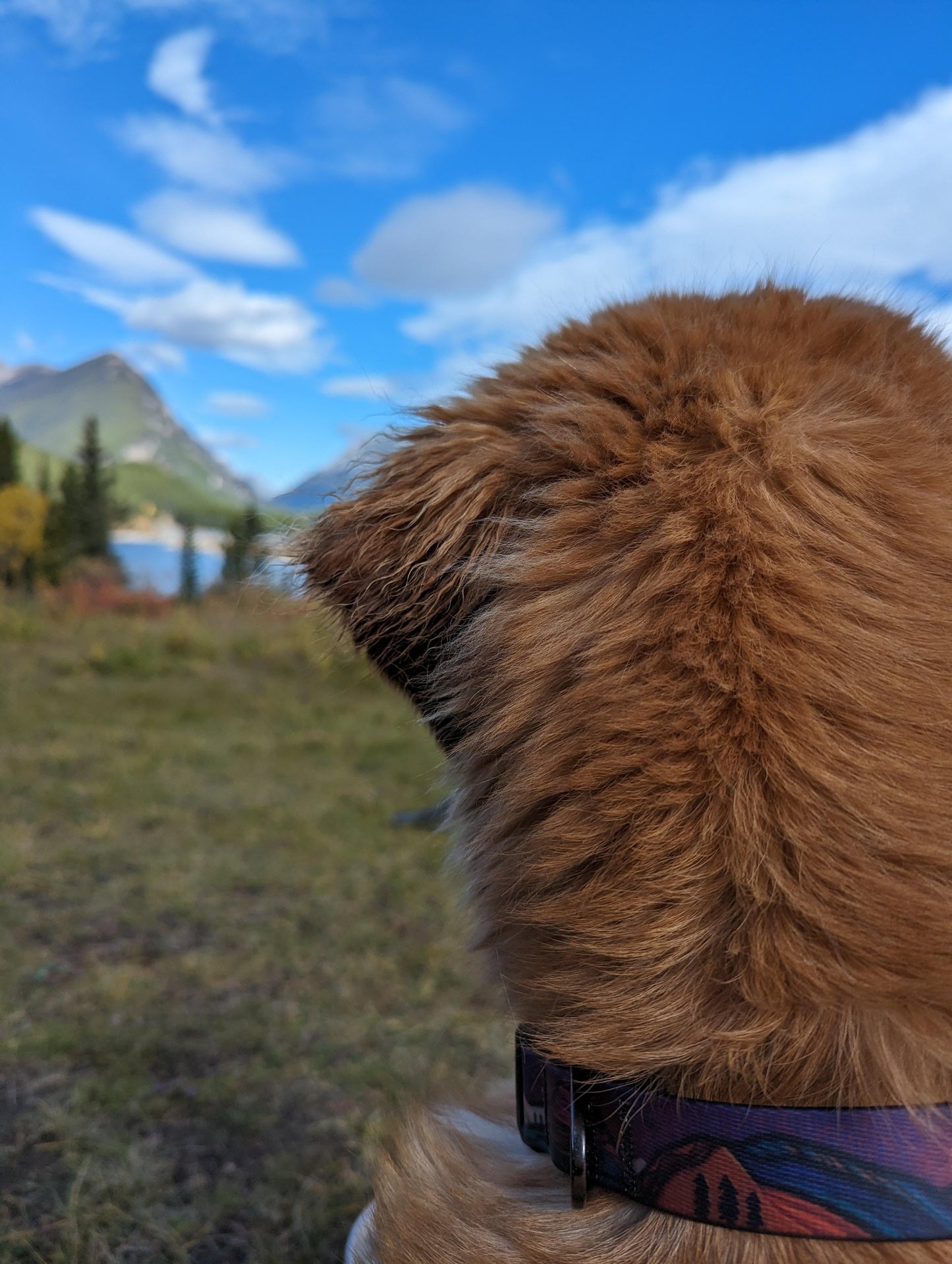 Woof & Stuff Midnight Sun Waterproof Collar