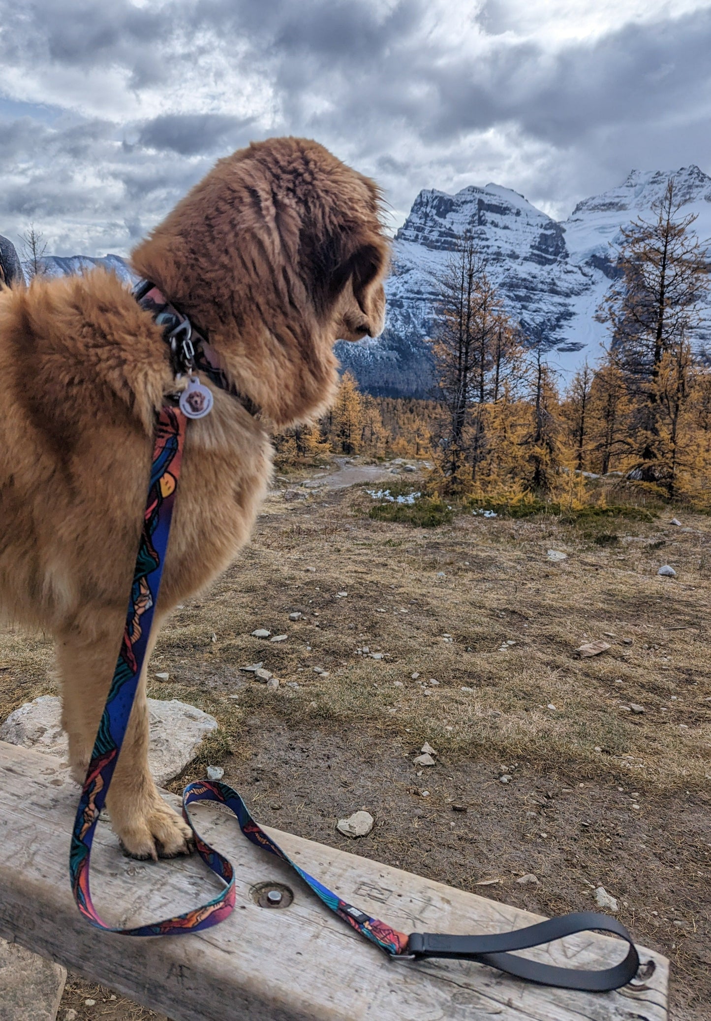 Woof & Stuff Midnight Sun Leash