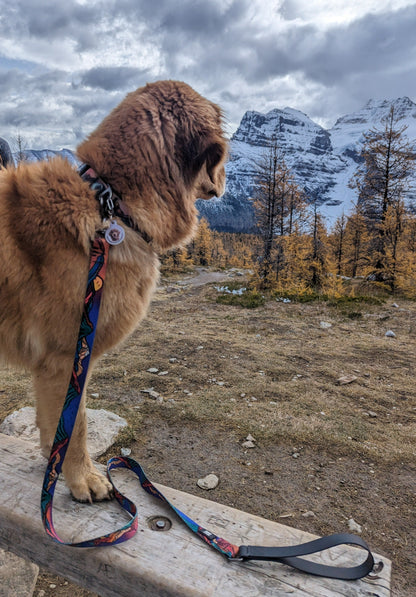 Woof & Stuff Midnight Sun Leash