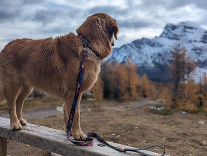 Woof & Stuff Midnight Sun Leash