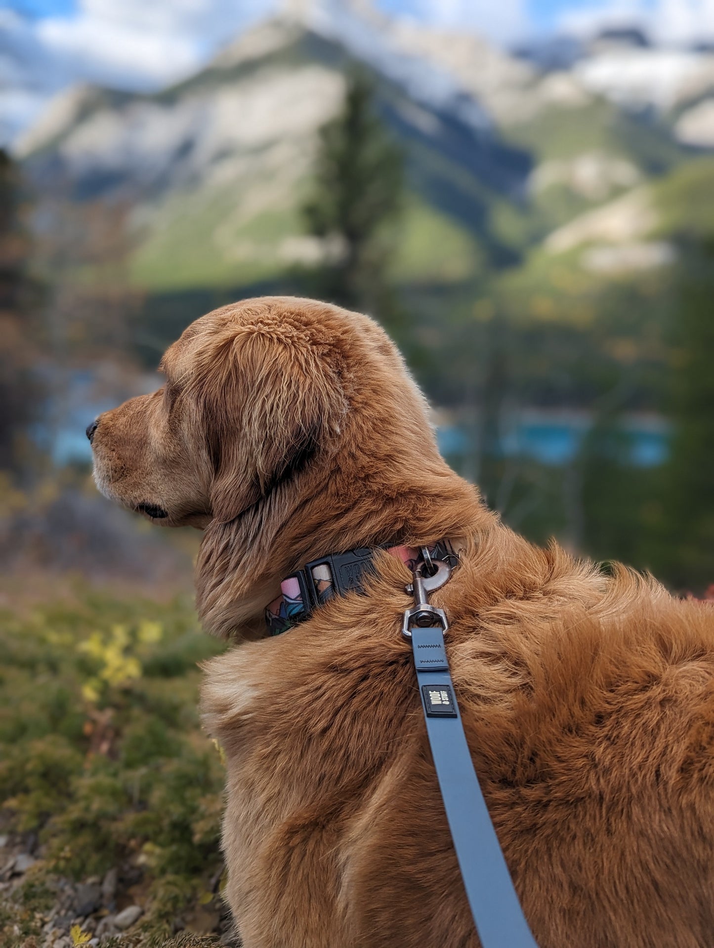 Woof & Stuff Blueberry Waterproof Leash