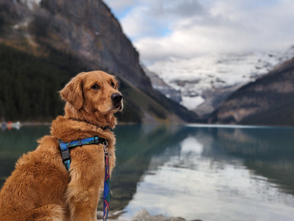 Woof & Stuff West Coast Waterproof Adventure Harness