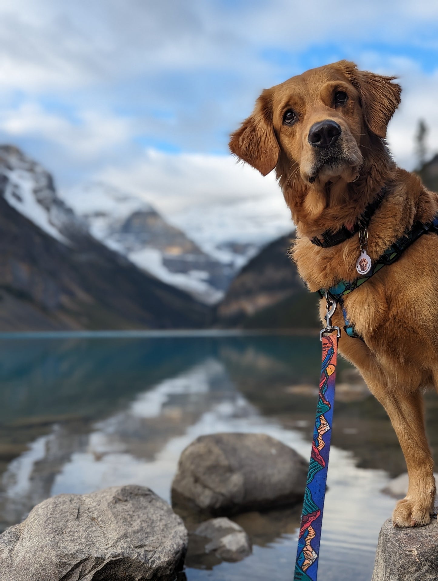 Woof & Stuff Midnight Sun Leash