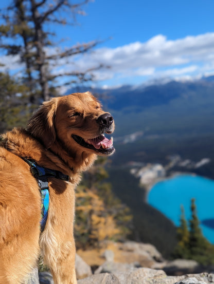 Woof & Stuff West Coast Waterproof Adventure Harness