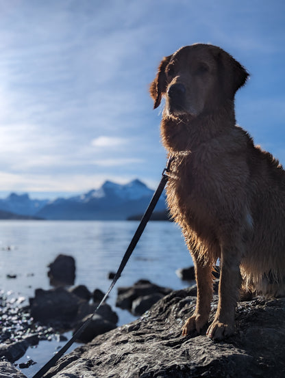 Woof & Stuff Long Line Training Leash