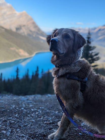Woof & Stuff Midnight Sun Leash