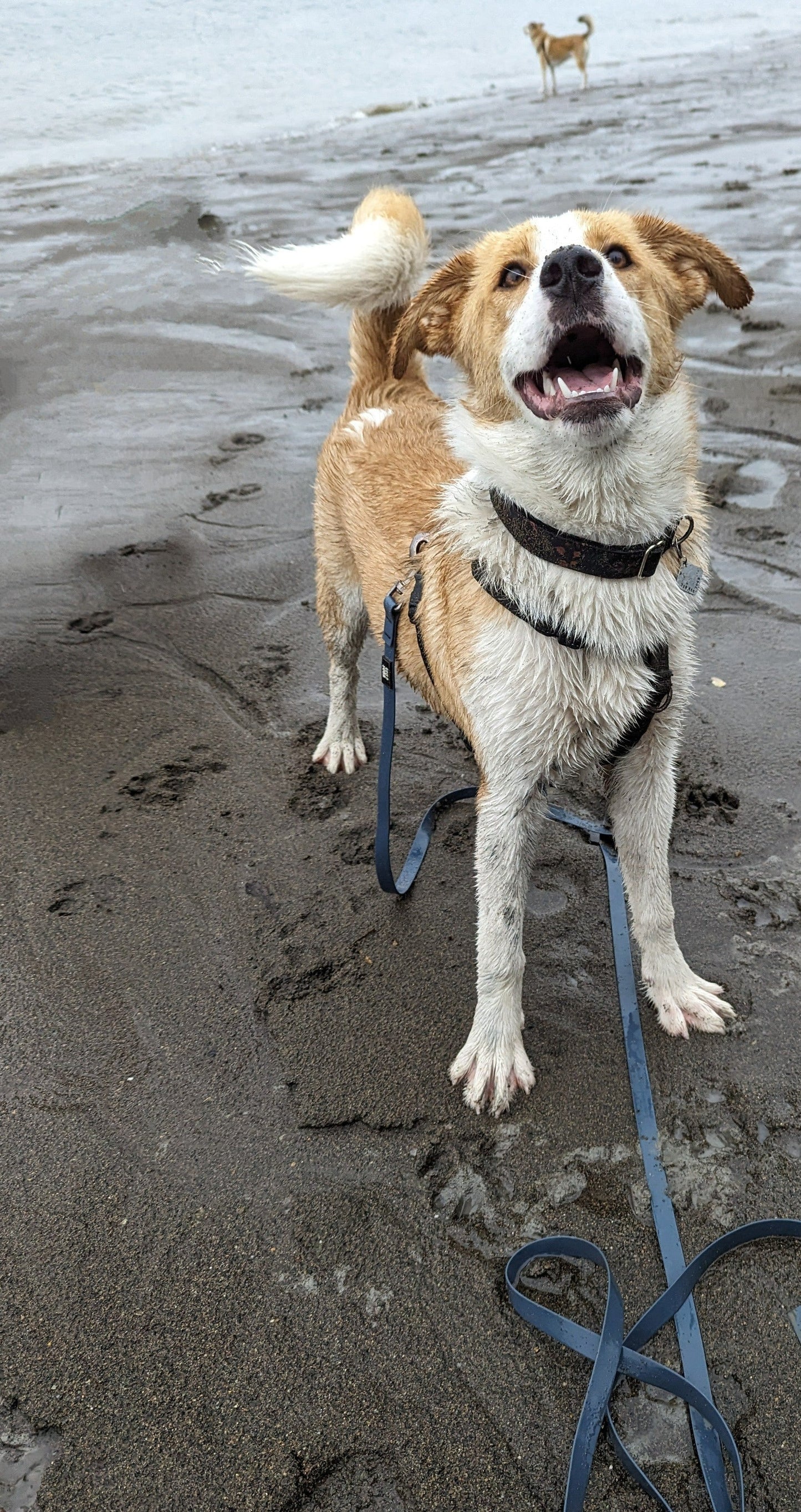 Woof & Stuff Long Line Training Leash