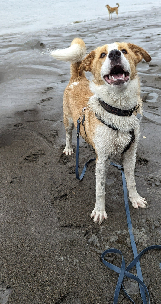 Woof & Stuff Long Line Training Leash