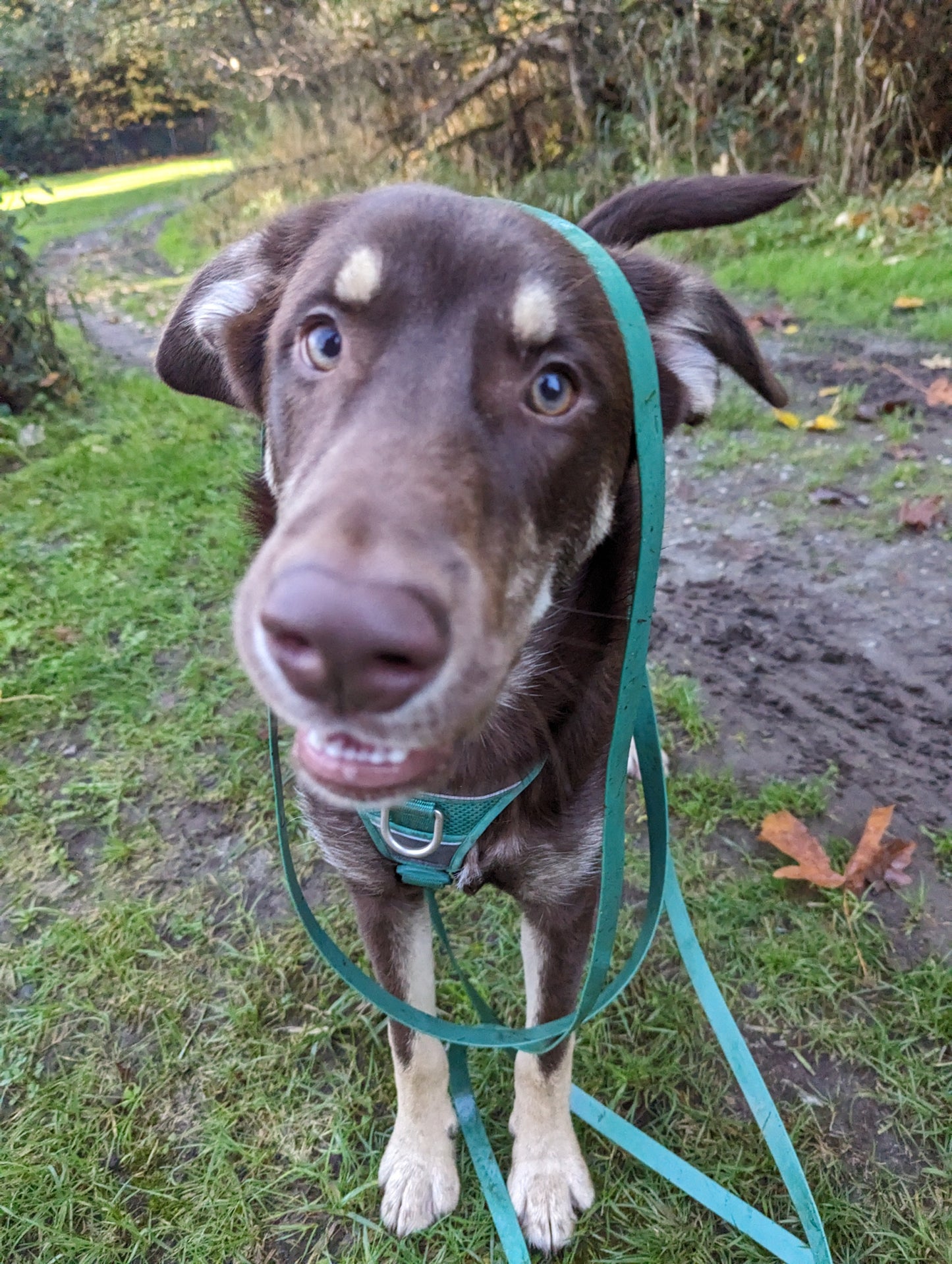 Woof & Stuff Long Line Training Leash