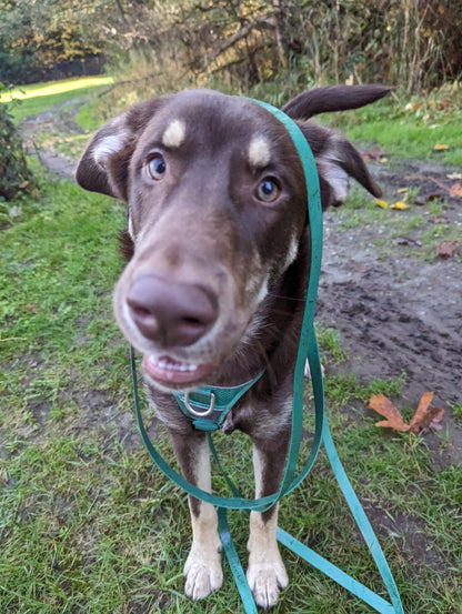 Woof & Stuff Long Line Training Leash