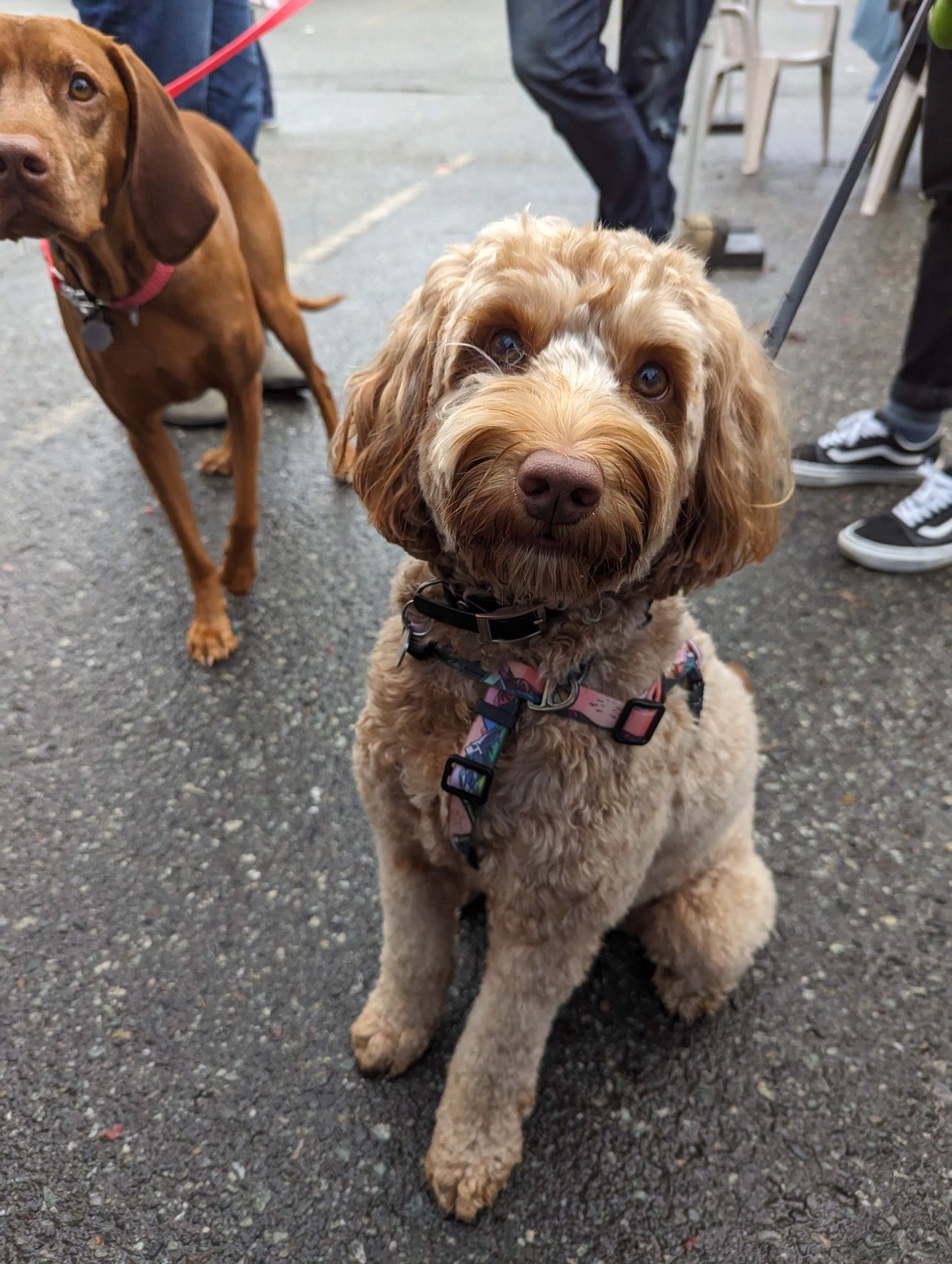 Woof & Stuff Sunrise Peaks Waterproof Adventure Harness