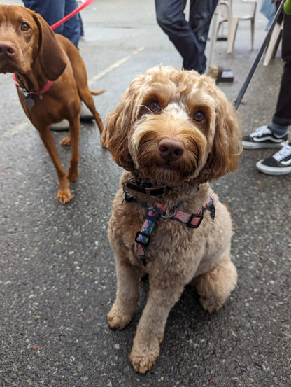 Woof & Stuff Sunrise Peaks Waterproof Adventure Harness