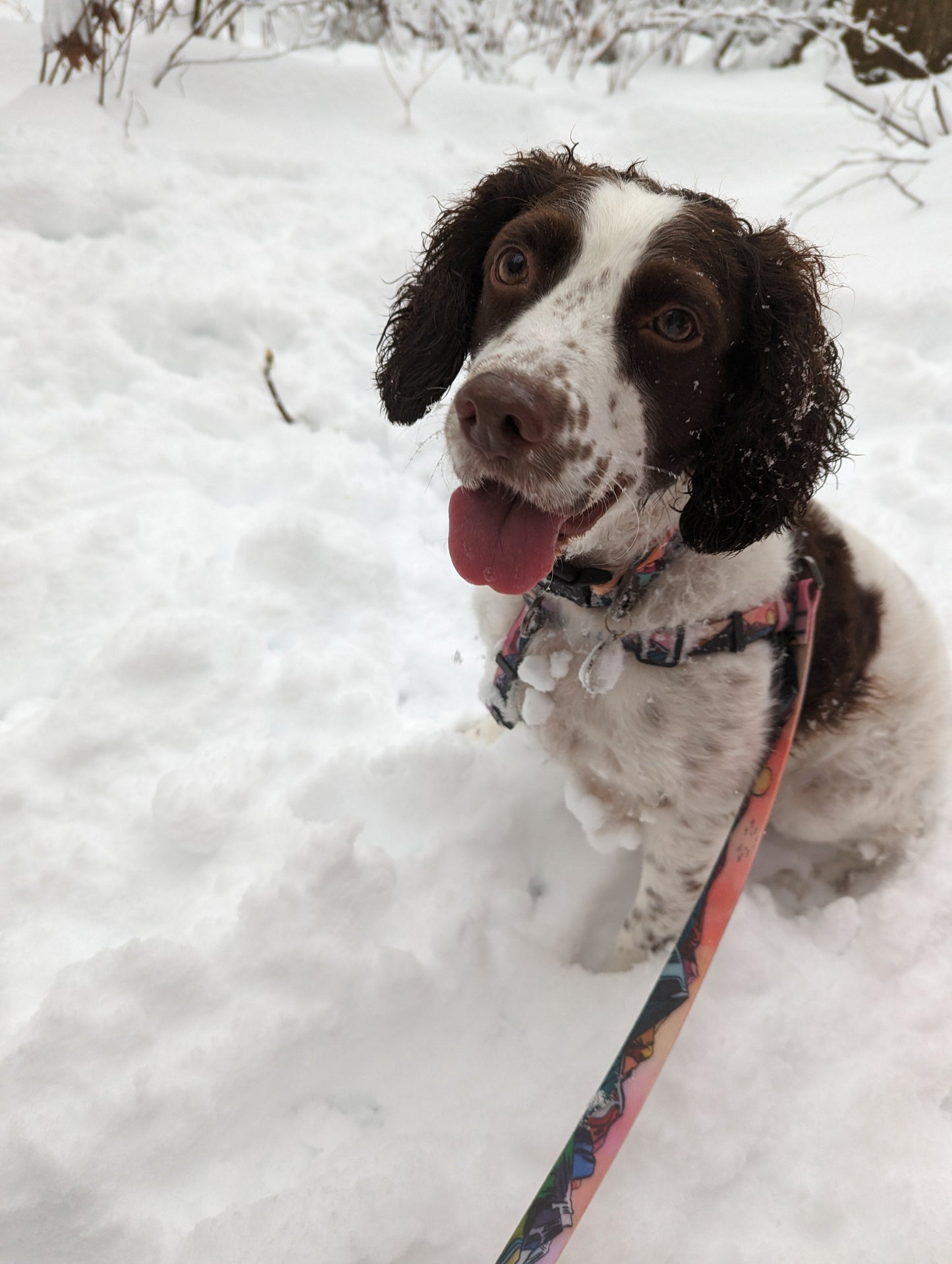 Woof & Stuff Sunrise Peaks Waterproof Leash