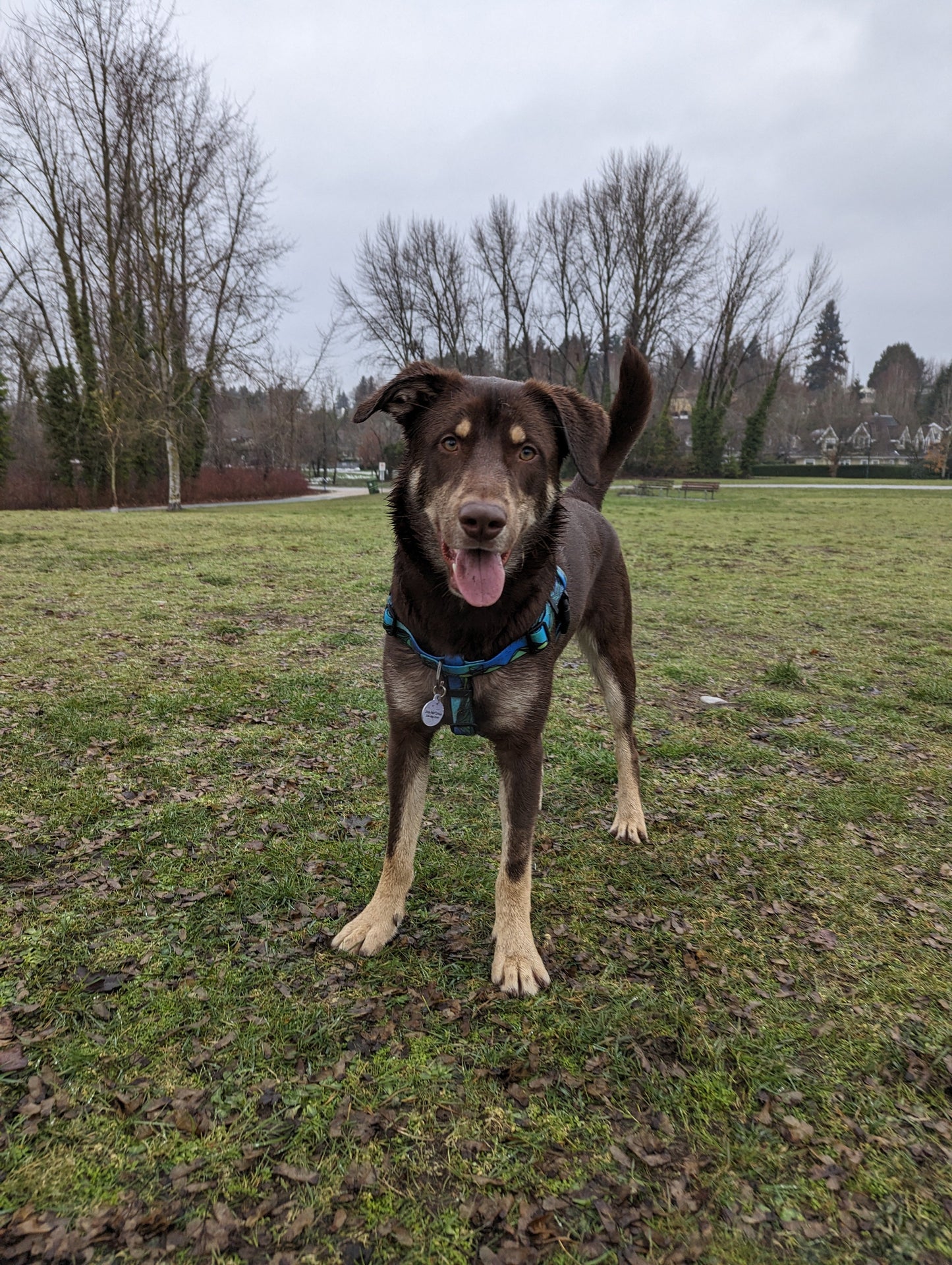 Woof & Stuff West Coast Waterproof Adventure Harness