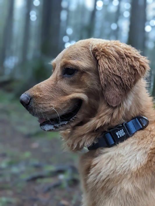 Woof & Stuff Blueberry Waterproof Collar