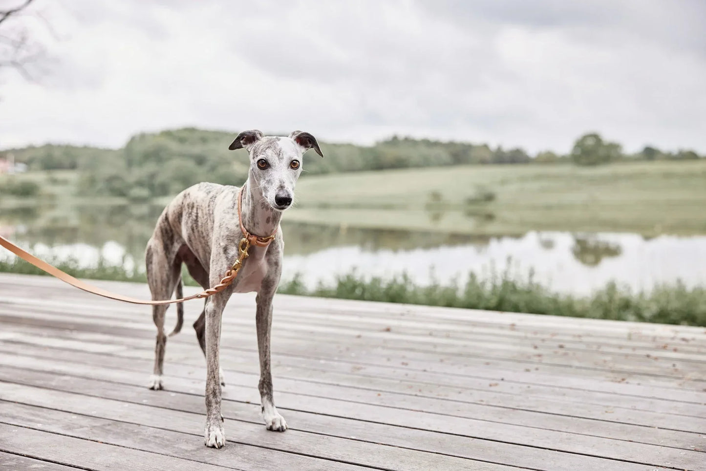 Laisse pour chien OYOY Robin - M/L